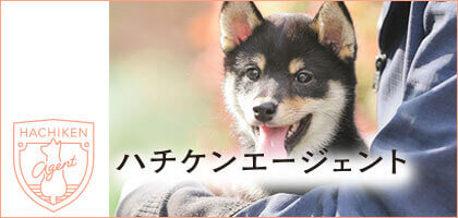 ハチケンエージェント
