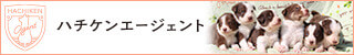 ハチケンエージェント