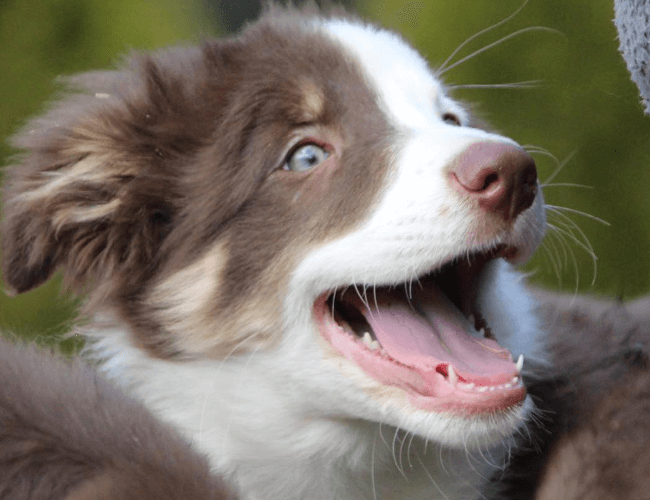 その他・分譲犬販売の見学詳細