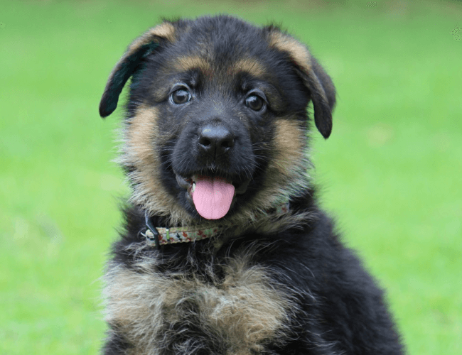 ジャーマン・シェパード子犬販売の見学詳細