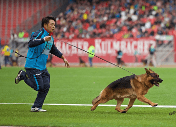 ジャーマン シェパード子犬販売 北九州市八幡警察犬訓練所