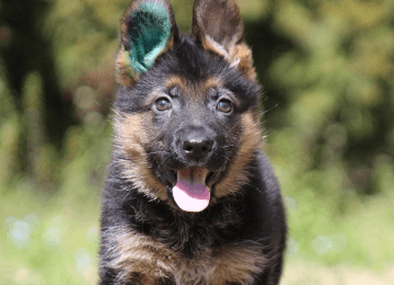 ジャーマン シェパード子犬販売 北九州市八幡警察犬訓練所