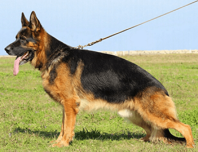ジャーマン・シェパード種牡犬 - 北九州市八幡警察犬訓練所