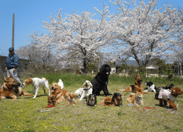 イベント実施（お花見・運動会）