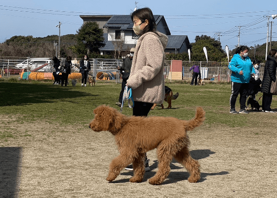 しつけ教室の実施風景11