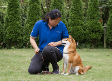 初歩的なしつけから高等訓練