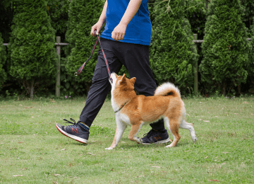 愛犬に合った訓練方法