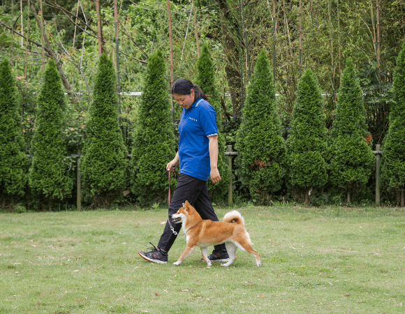 STEP3:飼い主様と愛犬との合同訓練