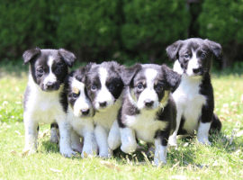 その他・分譲犬販売