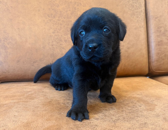 子犬4