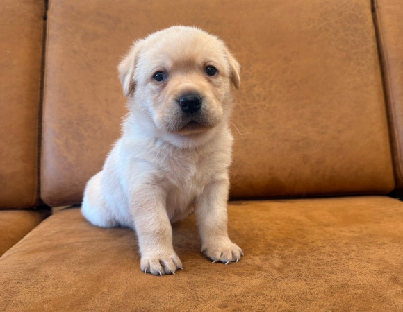 子犬1