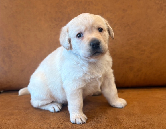 子犬2