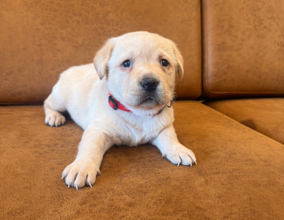 子犬3