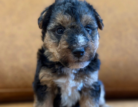 子犬1