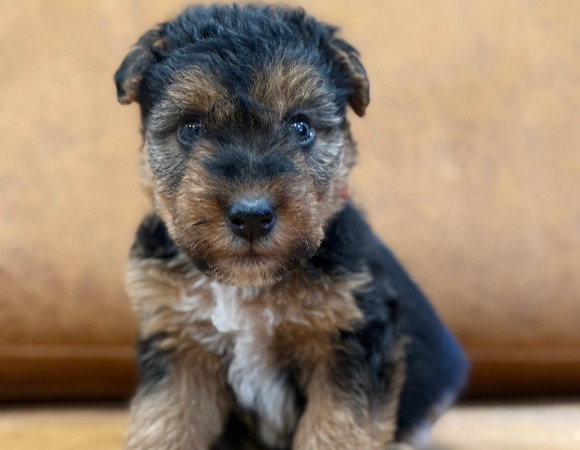 子犬2