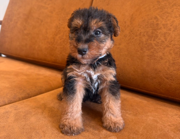 ウェルシュテリア子犬1