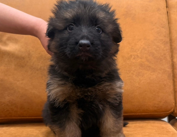 シェパ子犬2