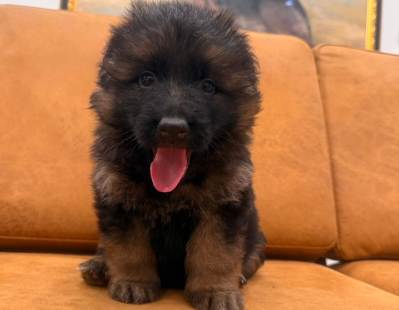 シェパ子犬2