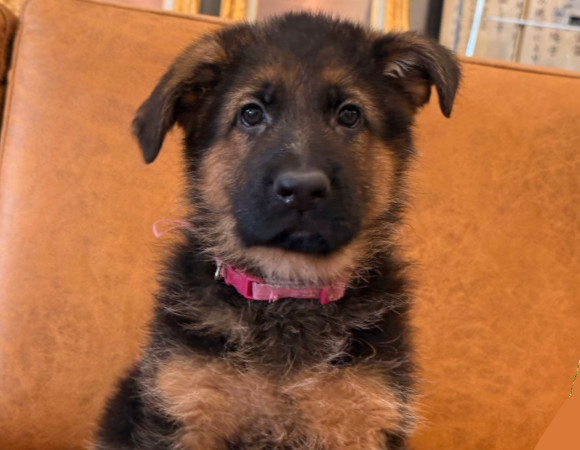 子犬1