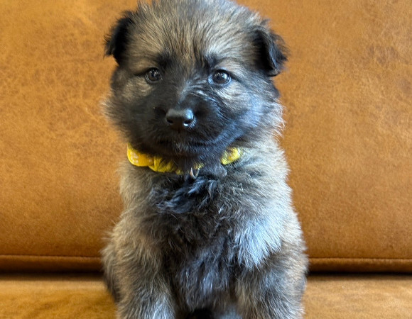シェパ子犬5・ウルフグレー