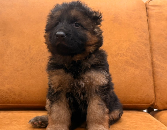シェパ子犬1