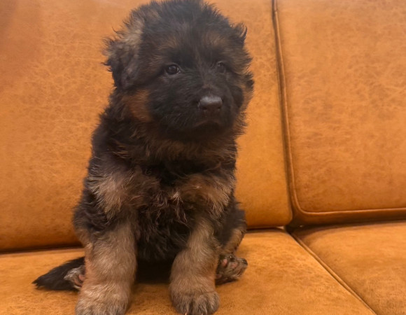 シェパ子犬1