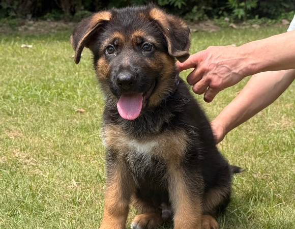 シェパ子犬1
