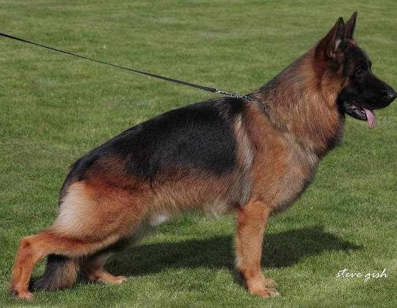 ジャーマン・シェパード種牡犬 - 北九州市八幡警察犬訓練所