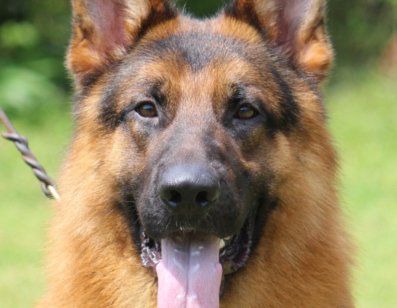 DID】AS003 German Shepherd 1/6スケール 犬 ジャーマンシェパード
