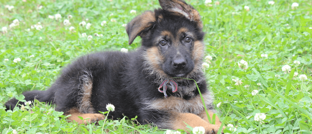 ジャーマン・シェパード子犬販売