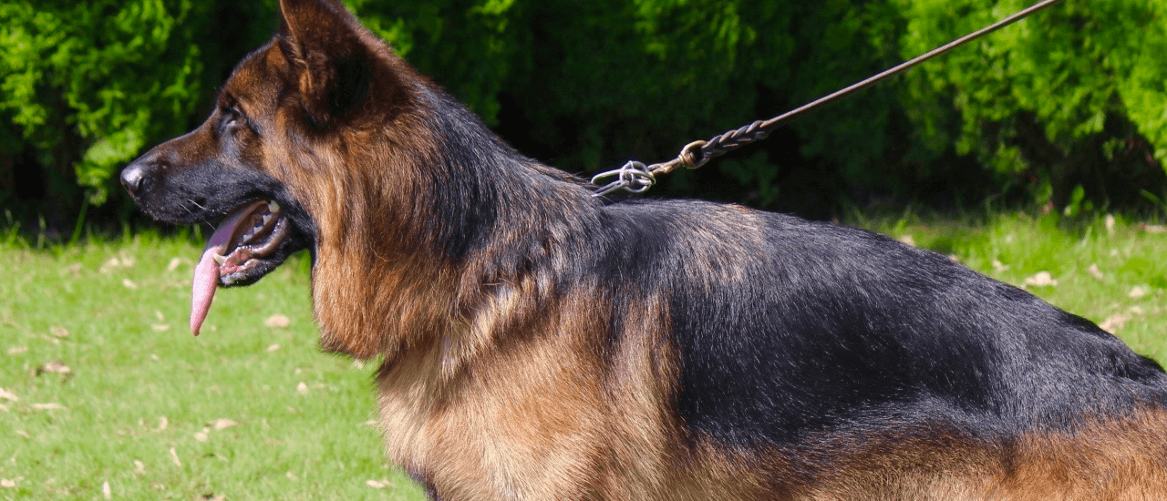 ジャーマン・シェパード種牡犬