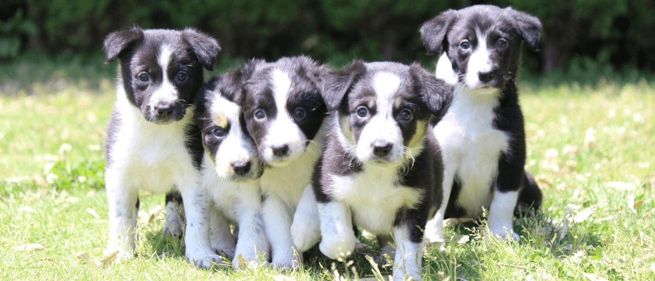 その他・分譲犬販売